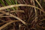 Longstalk sedge